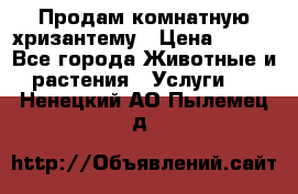 Продам комнатную хризантему › Цена ­ 250 - Все города Животные и растения » Услуги   . Ненецкий АО,Пылемец д.